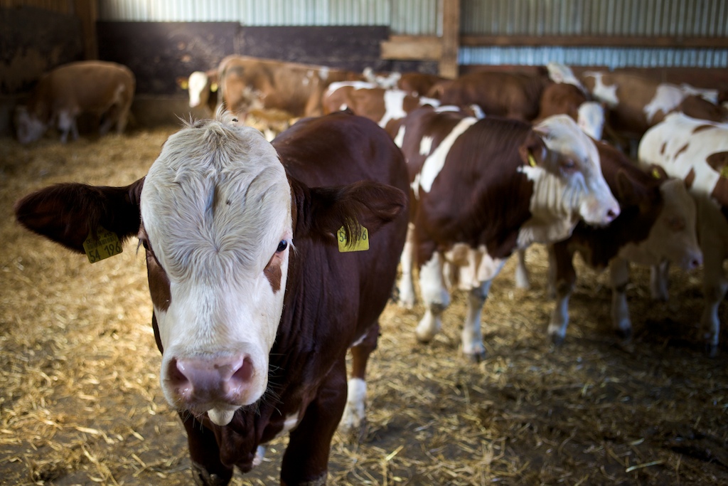Rinder gehalten auf Stroh im Stall